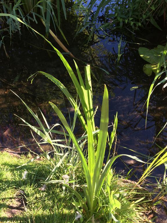 Studio Lakeside Spiegelplas Nederhorst den Berg Zewnętrze zdjęcie